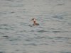 Red-necked Grebe at Paglesham Lagoon (Steve Arlow) (64693 bytes) Red-necked Grebe at Paglesham Lagoon (Steve Arlow) (64693 bytes)